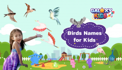 Birds Names for Kids