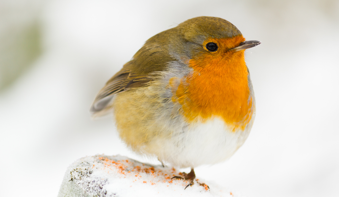 Birds Names in English for Kids